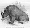 Rhinoceros Black And White Image